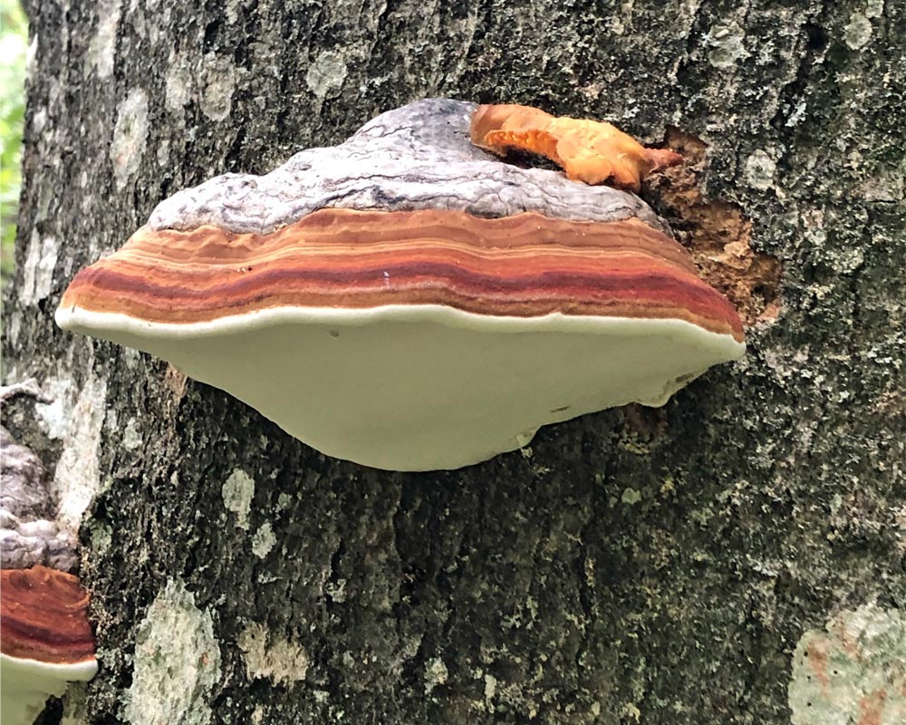 Pilz an einem Baum