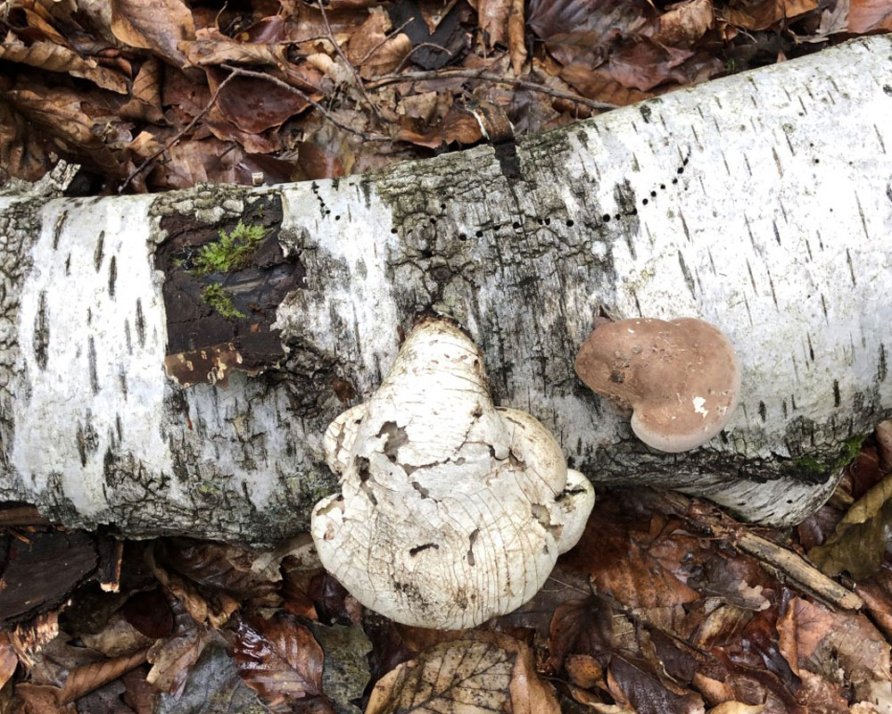 Neues Leben auf totem Holz