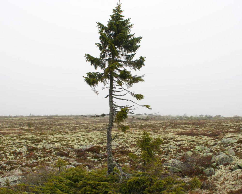 Ältester Baum der Welt