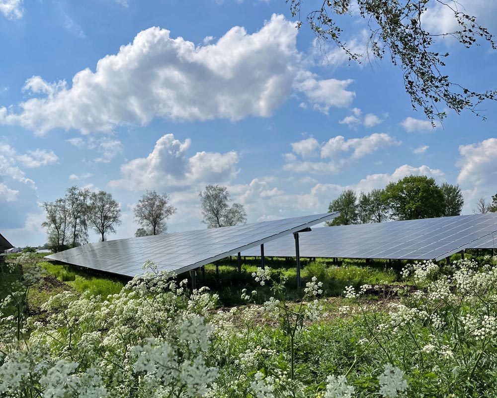 Blühstreifen am Rand einer Freiflächen-Photovoltaikanlage