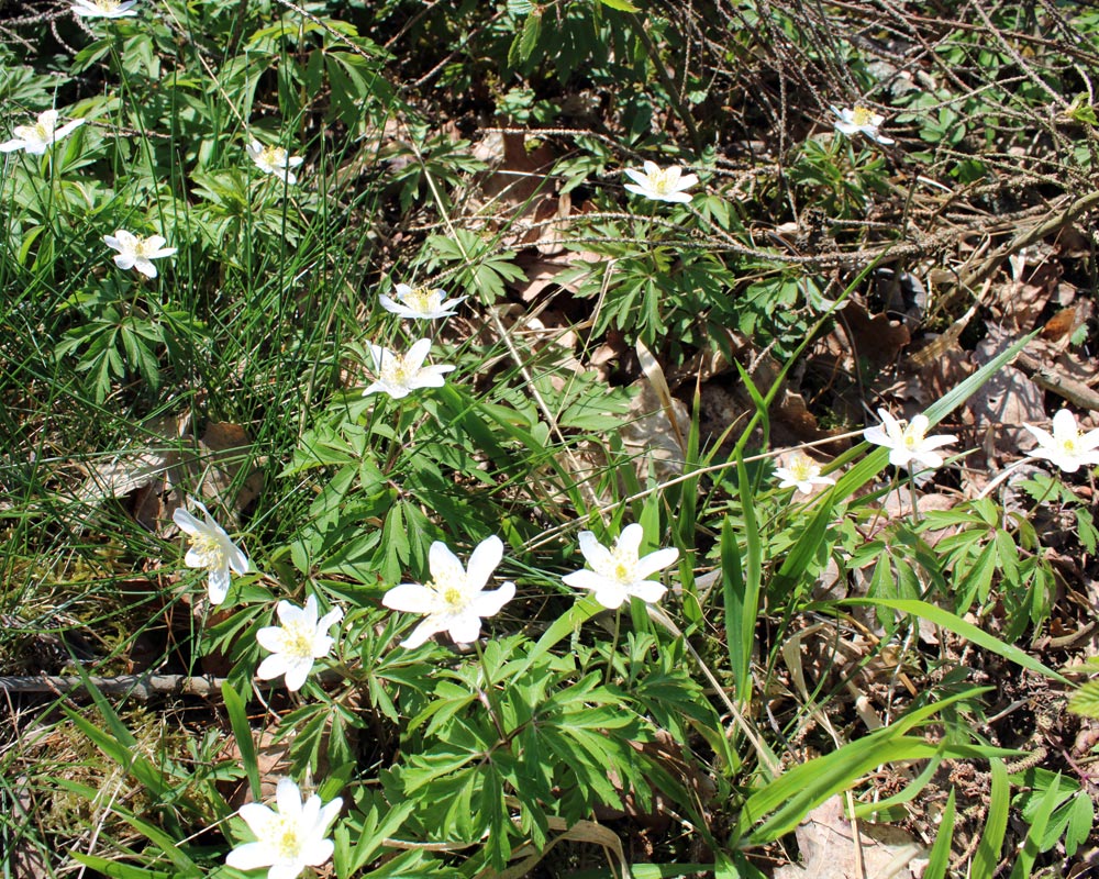 Blumen auf dem Waldboden