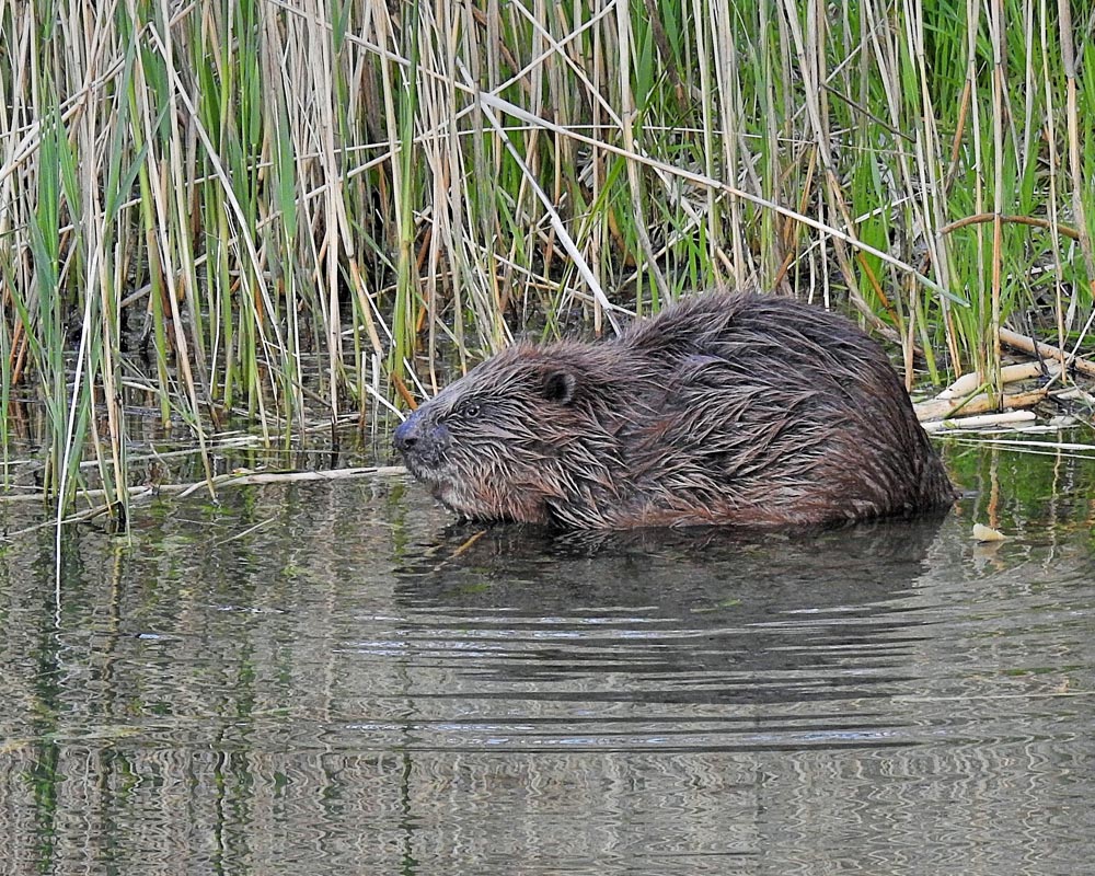 Ein Biber im Wasser