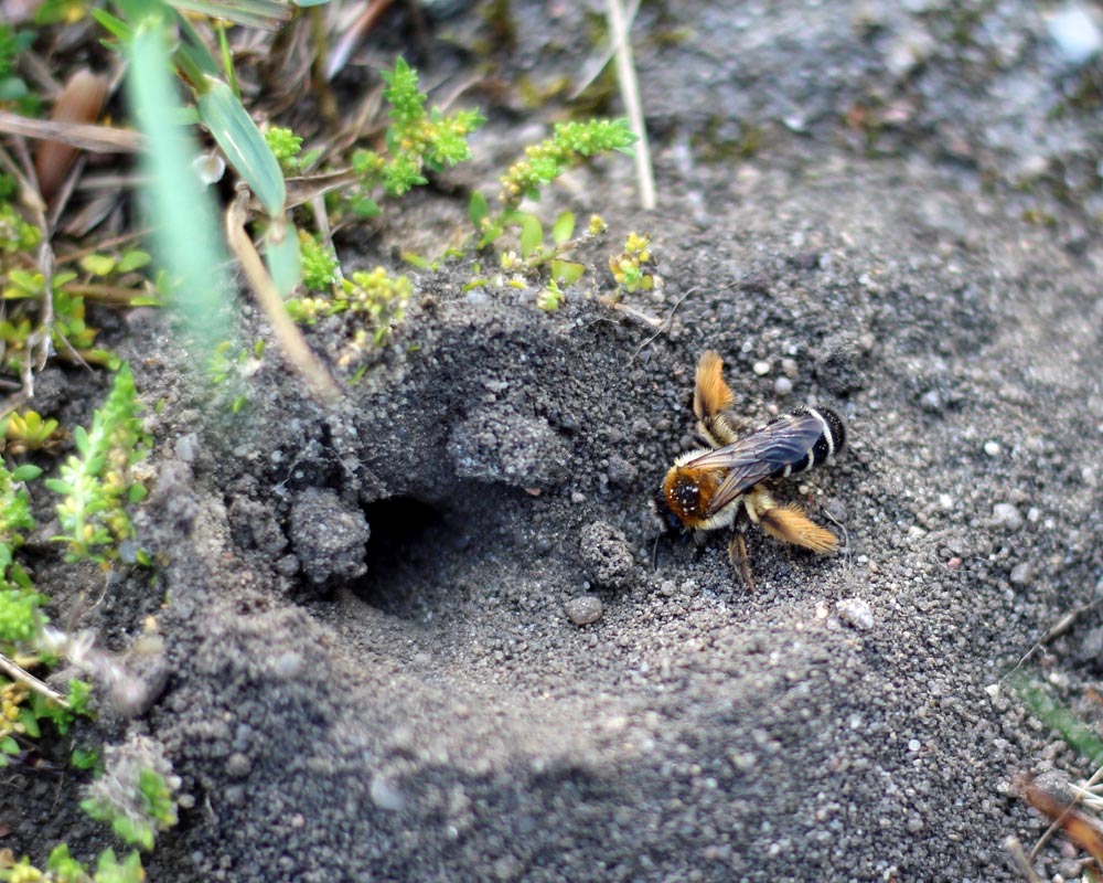 Wildbiene vor einem Erdloch