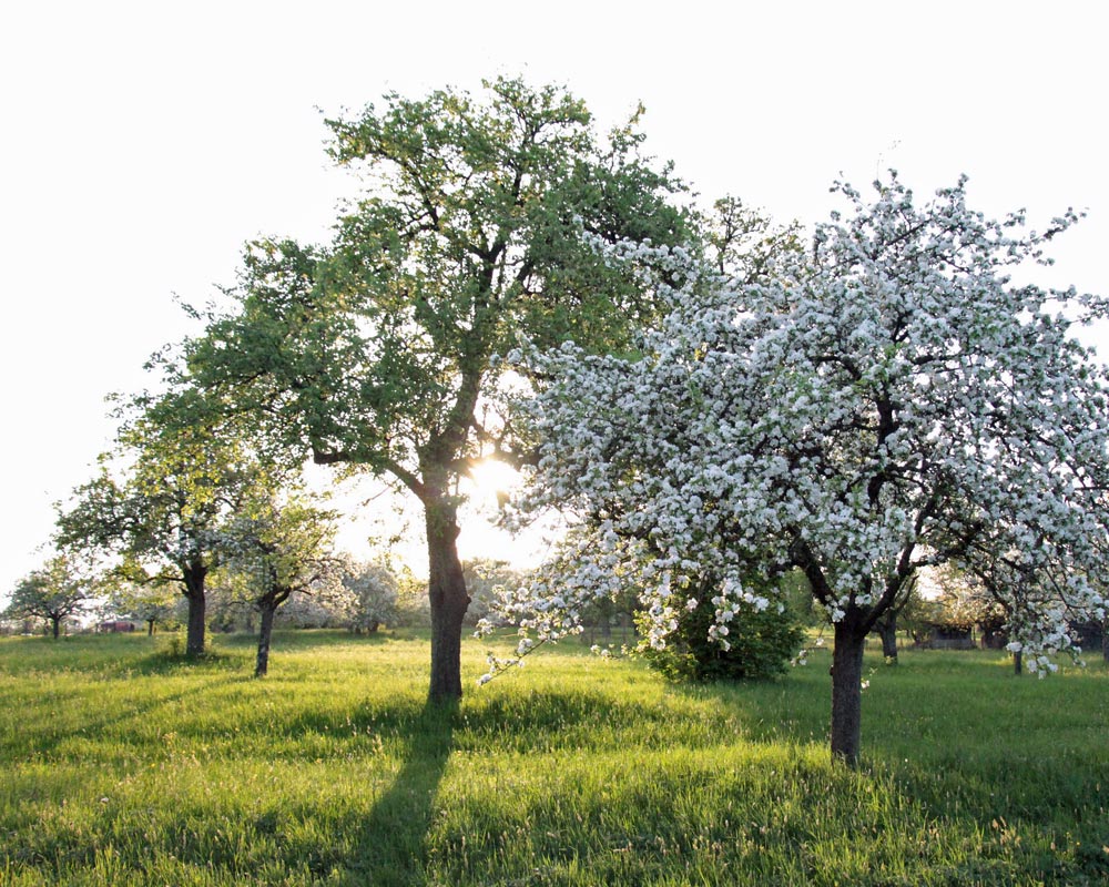 Blühende Obstbäume auf einer Streuobstwiese