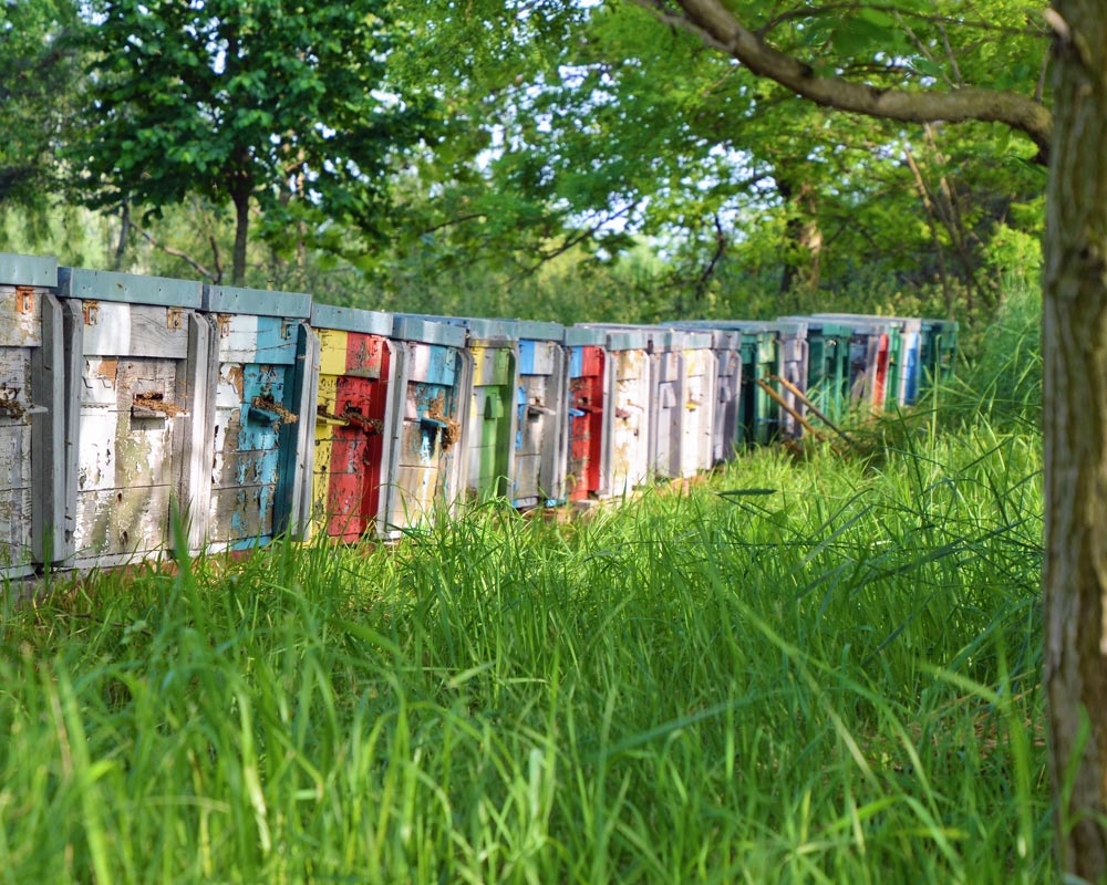 Bienen erfreuen sich an dem reichhaltigen Angebot auf einer Streuobstwiese