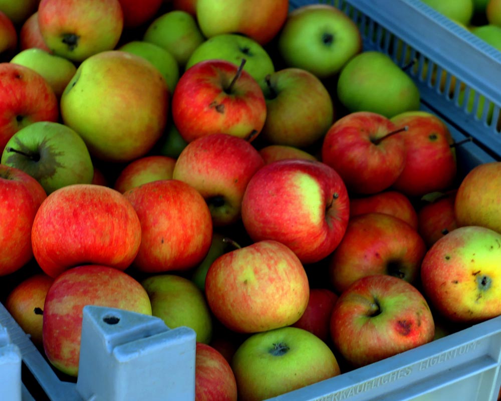 Frisch gepflückte heimische Äpfel