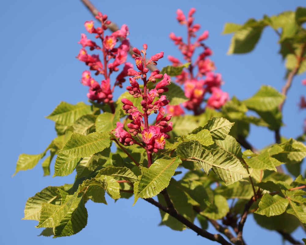 Blüten an einem Baum