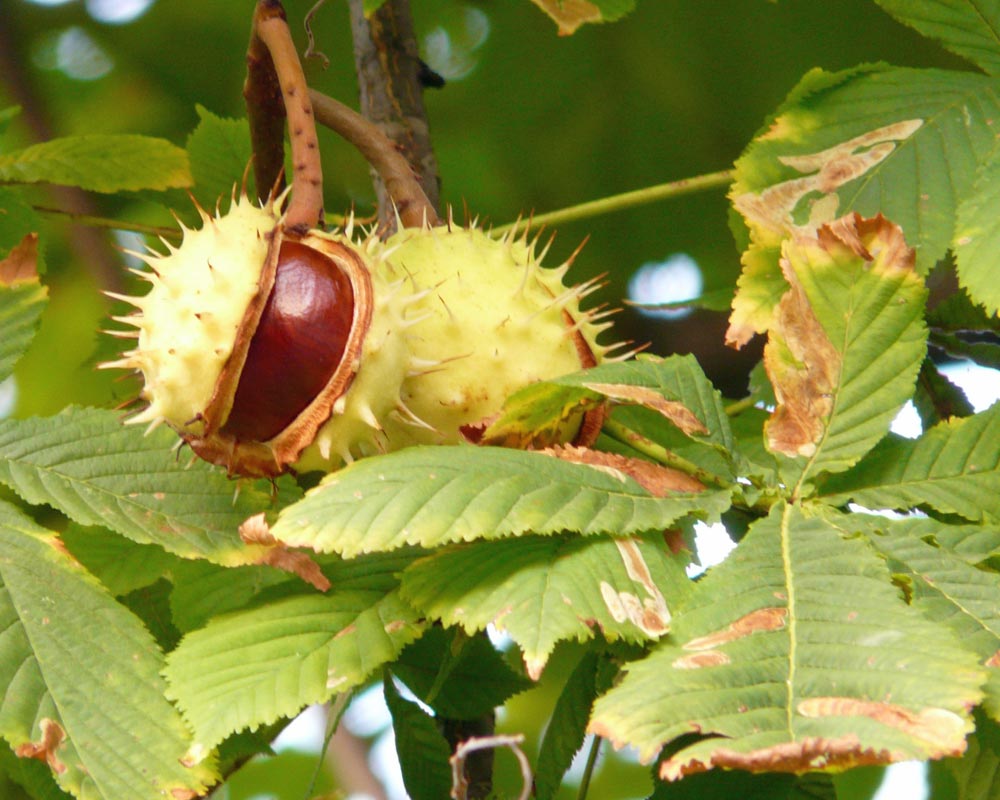 Ältester Baum der Welt