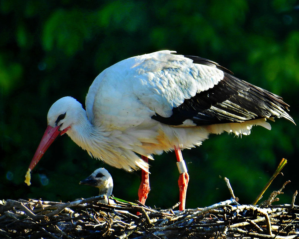 Fütterung eines Jungstorch durch das Muttertier