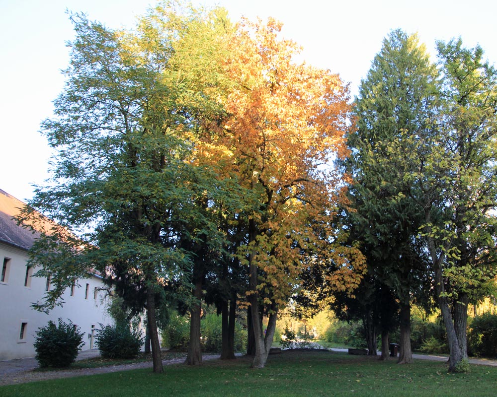 Blick in den Schlosspark