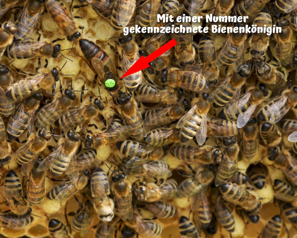 Bienenkönigin mit Kennzeichnung auf Wabe